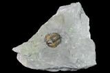 Bargain, Flexicalymene Trilobite - Mt Orab, Ohio #165364-1
